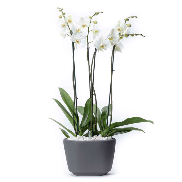 Orquídeas con Autorriego – Blaw Flowers