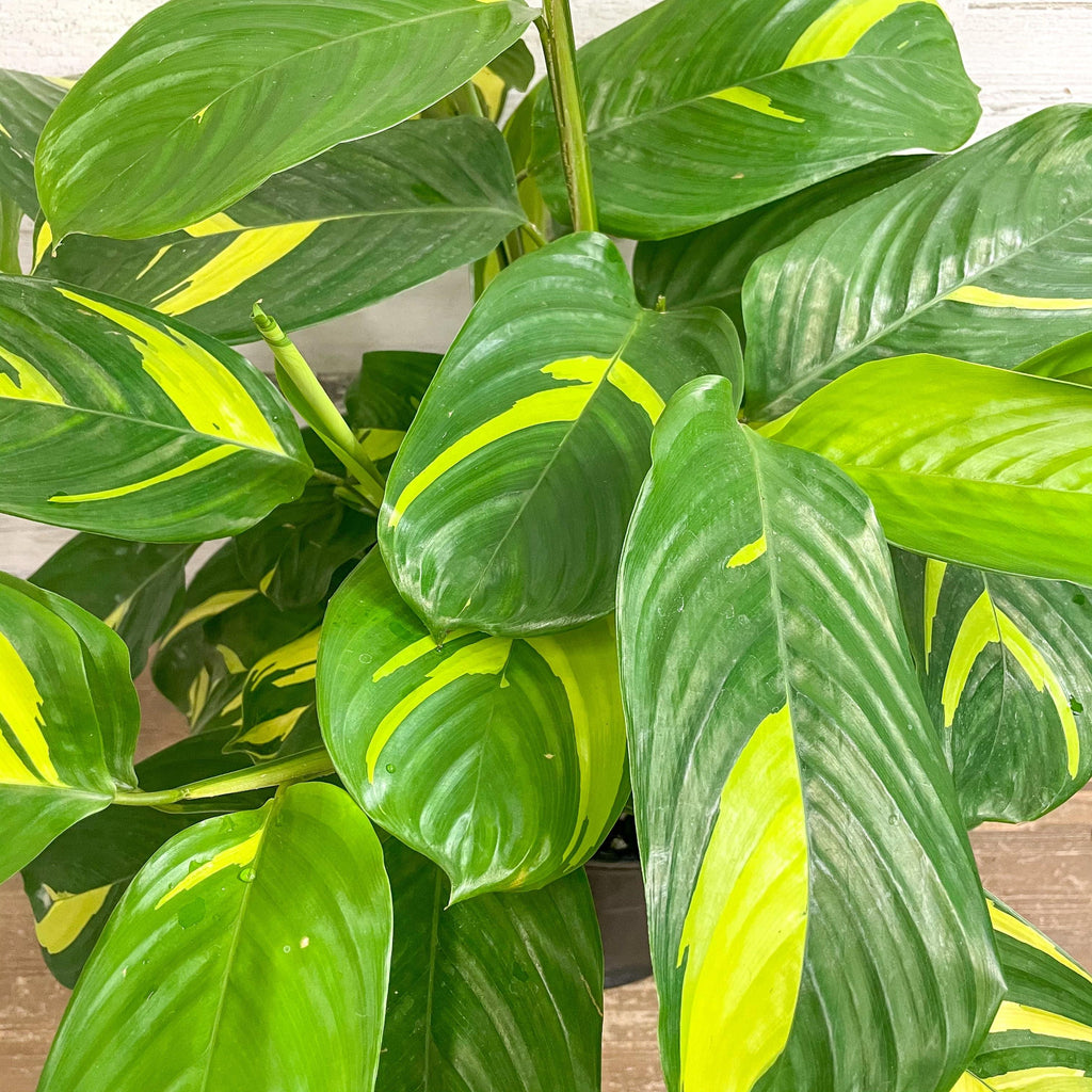 Calathea Lubbersii - 10-inch Pot