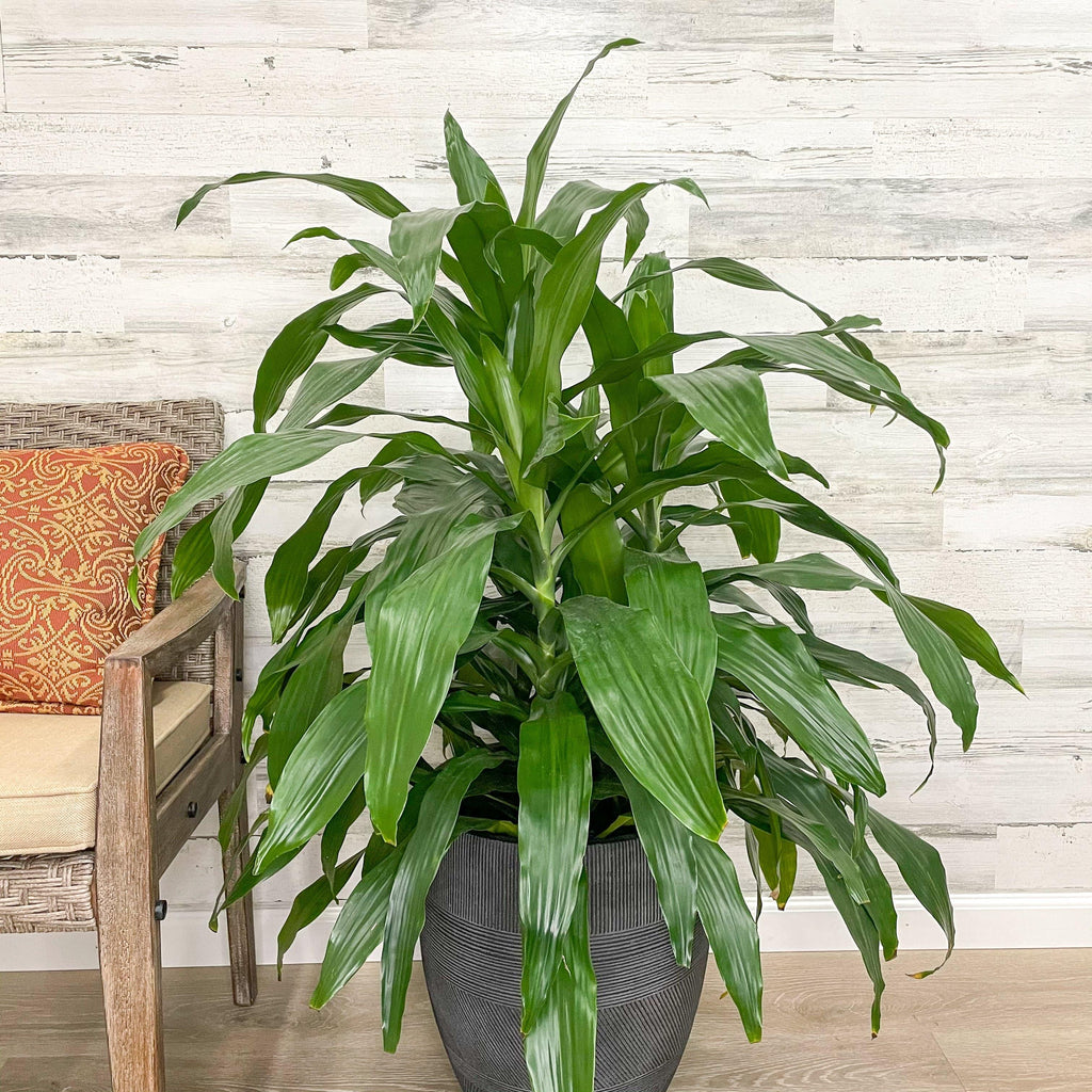 dracaena janet craig plant