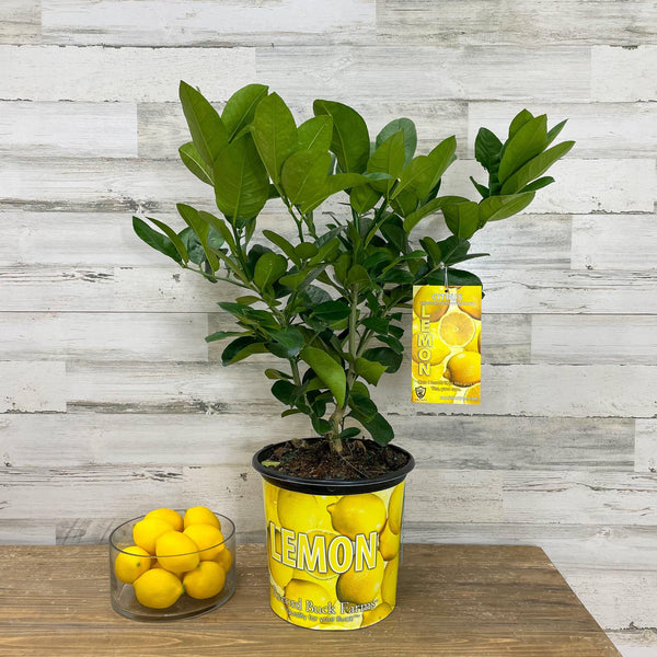 Citrus lemon Pot P26 Tige +/- 70 cm Citron jaune - Central Jardin