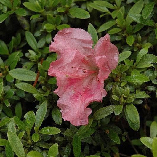 Azalea - Gumpo Pink - 3 gallon