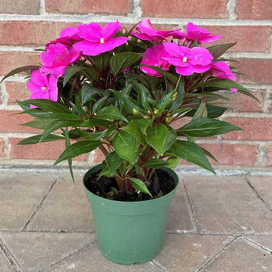 are new guinea impatiens safe for dogs