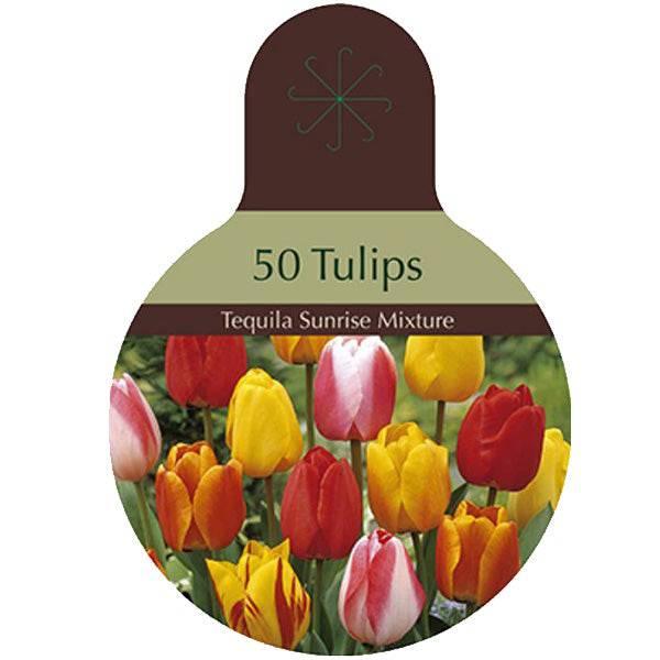 Tulip - Tequila Sunrise - Jumbo 50 Pack - Hicks Nurseries