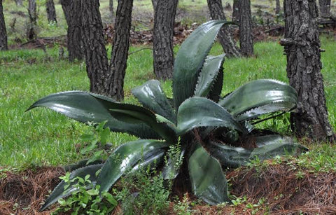 Agave Tepextate