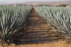 Agave Espadilla de Puebla