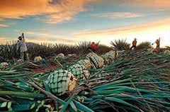 Agaves de Oaxaca