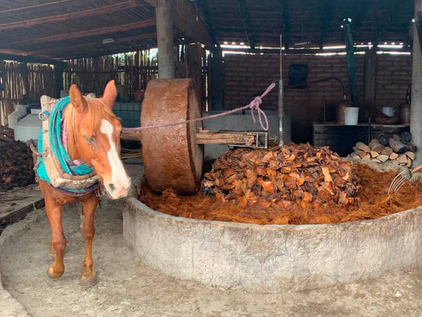 Molienda de la piña para mezcal