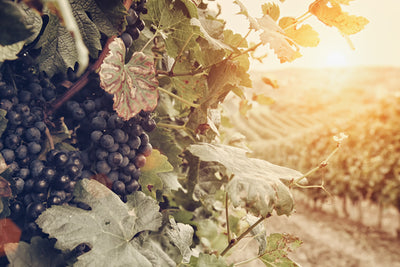 A Guide to Biodynamic and Organic Wine