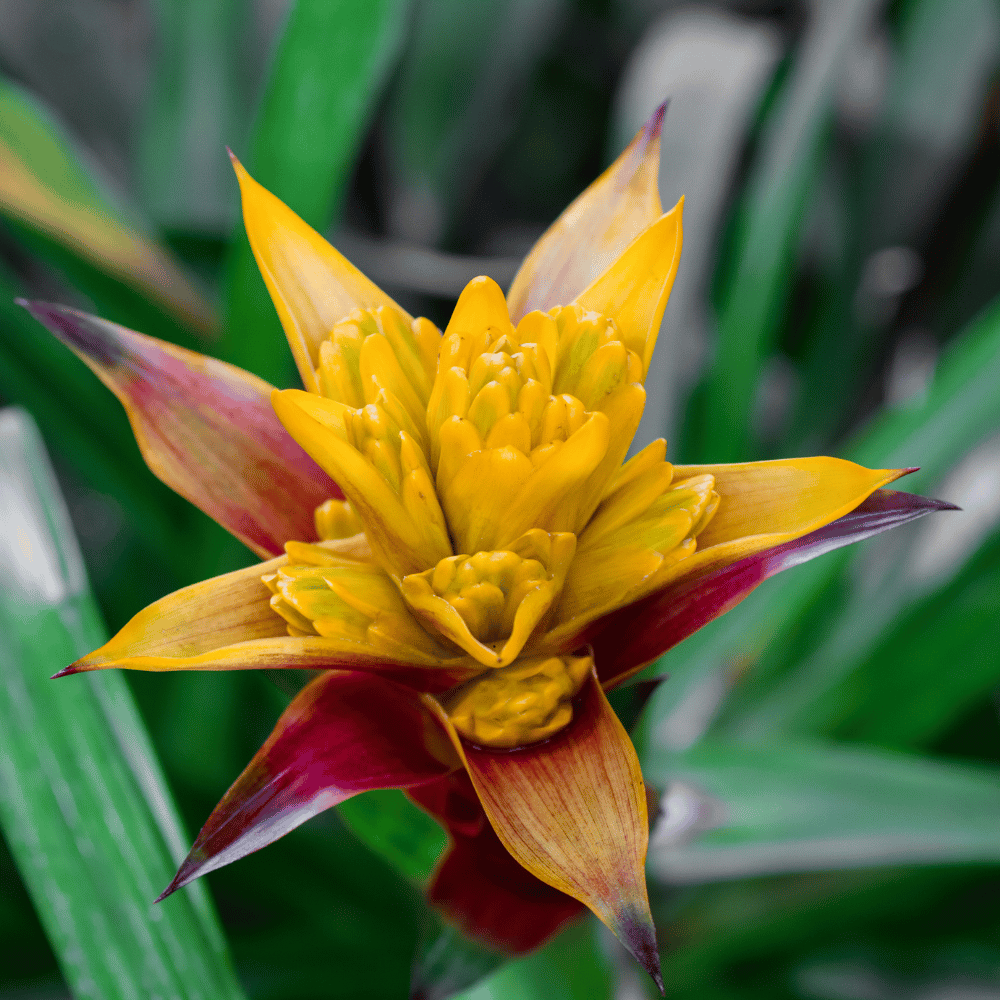 flor de bromelia amarilla
