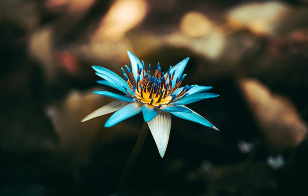 flor de loto azul