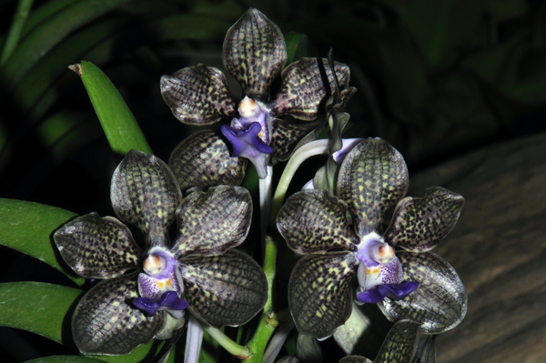 orquídeas negras
