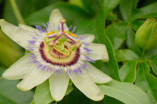 pasiflora azul