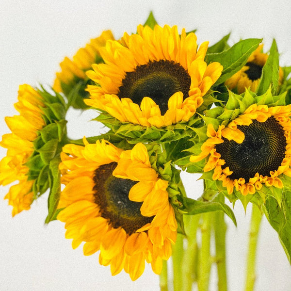 Sunflowers - Persian Flowers