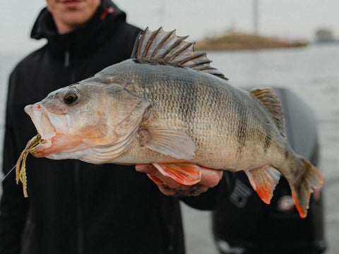 Target fish guarantee with the PERCH GO BOX