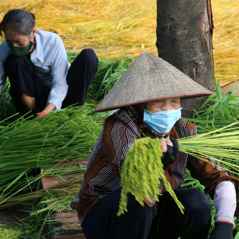 Kinh Nghiệm Khi Tham Quan Làng cốm Mễ Trì