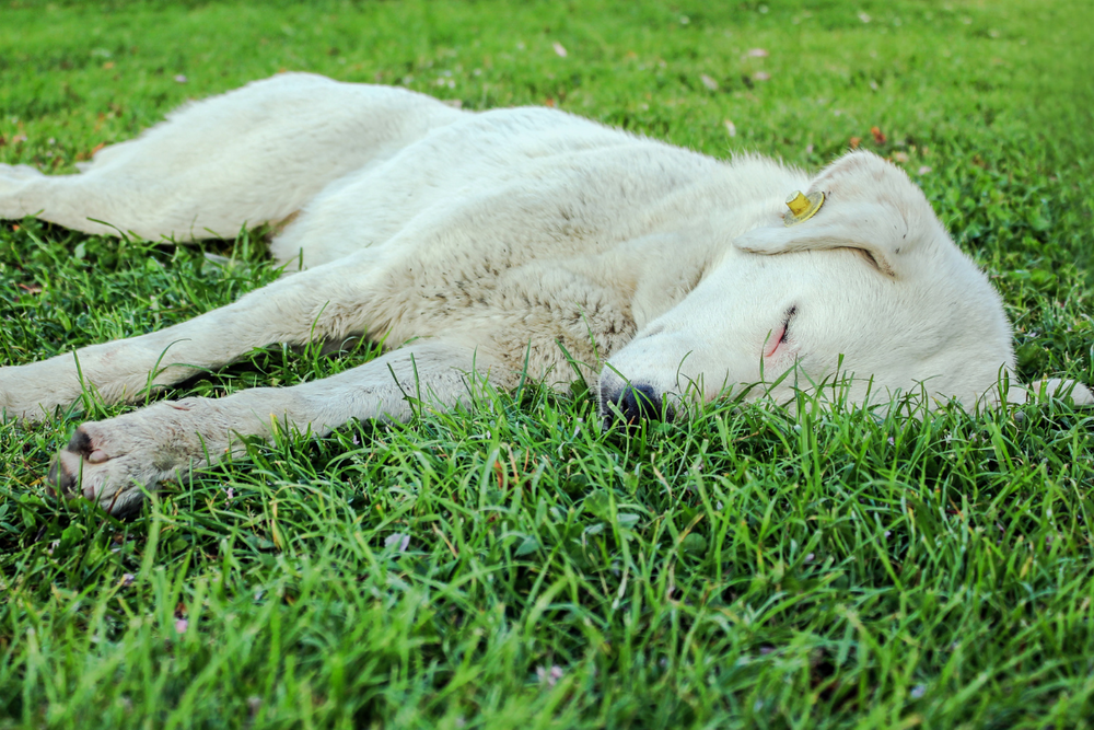 can dogs poop while sleeping