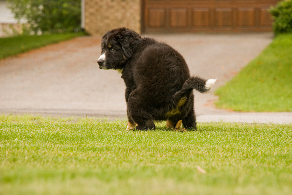 when can puppies poop on their own