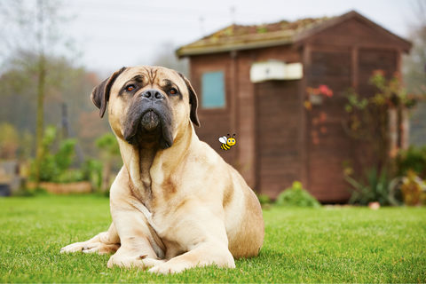 how do you get dog poop smell out of shoes