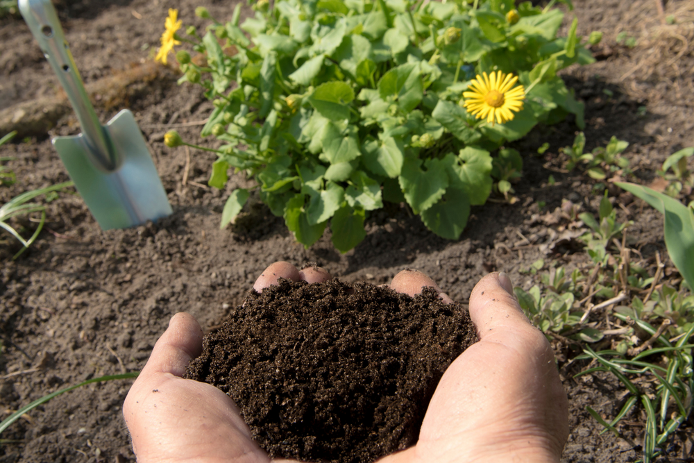 will dog poop kill my plants