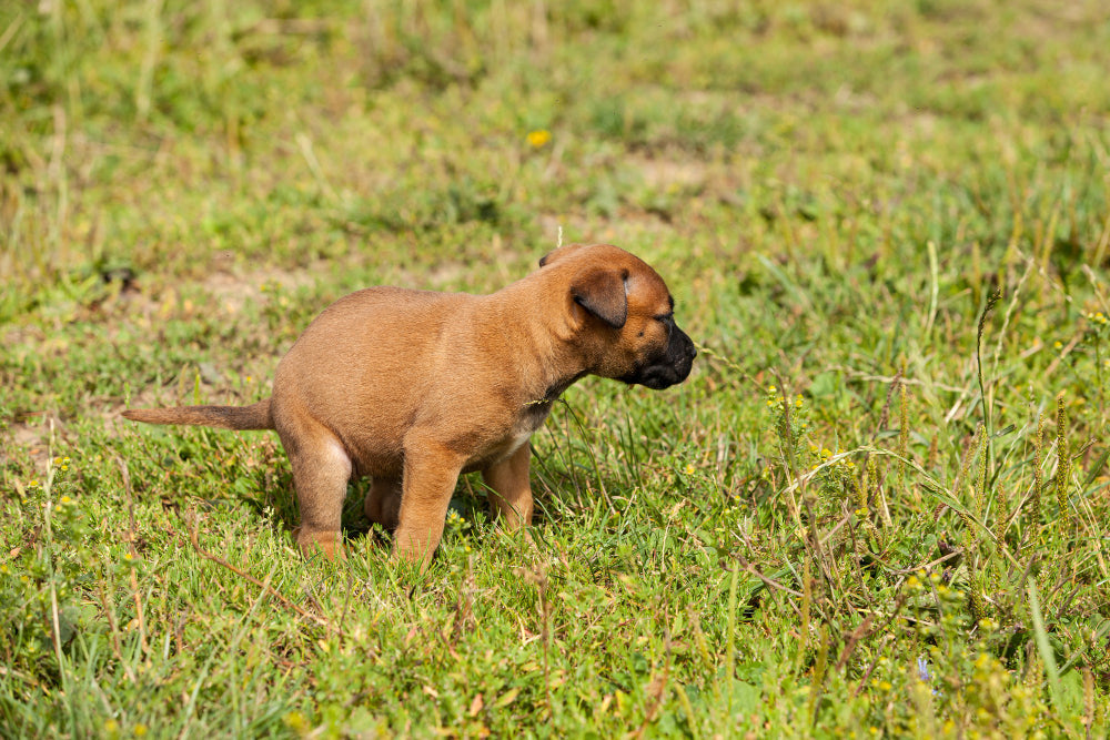 can you put dog poop in compost