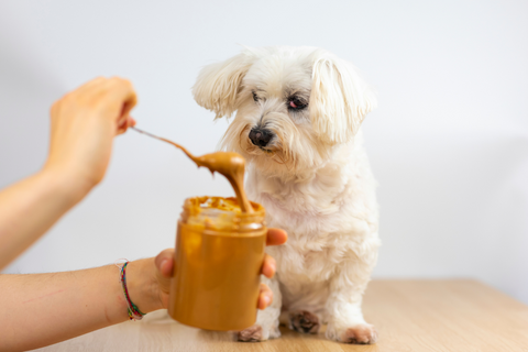 Peanut Butter Dog Treat Recipe: Our Best Ideas!