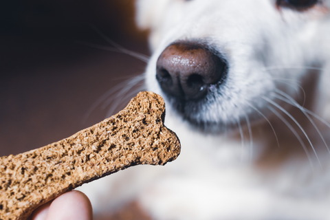 Dog Biscuit Recipe, Easy & Delicious!