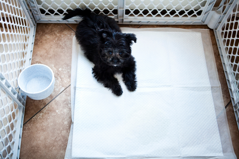 Puppy Regressing In Potty-Training: 6 Best Tips To Solve The Issue