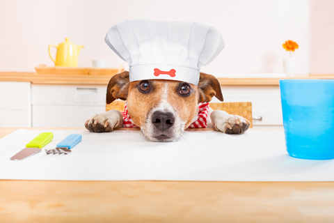 Making Dog Food The Canine Culinary Way