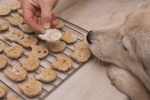 Wooflicious Delight: The Best Homemade Dog Food Recipe