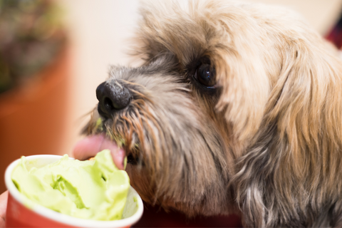 What Is Doggy Ice Cream Made Of?