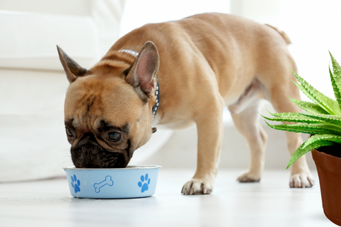 What Are The Best Ingredients For Homemade Dog Food?