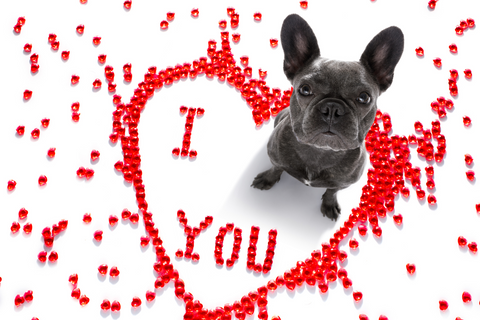 Valentines Special: How To Prepare An Awesome Doggie Day