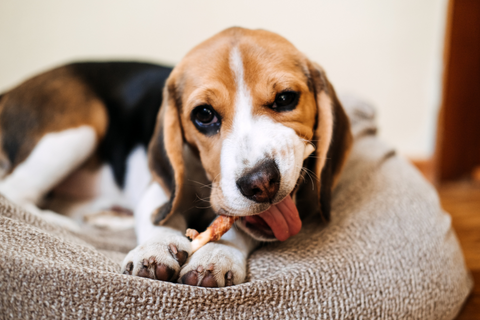 7 Healthy Dog Treats Your Pup Will Love