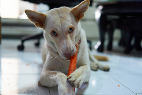 What Is An Example Of A Vegetarian Diet For Dogs?