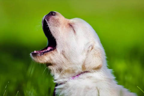 Stopping Barking In Puppies: Best Tips And Tricks