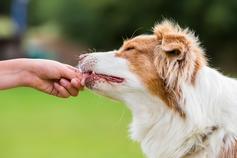 Best healthiest treats for dogs