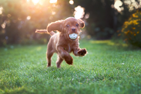 Top 10 Ideas For Puppy Play