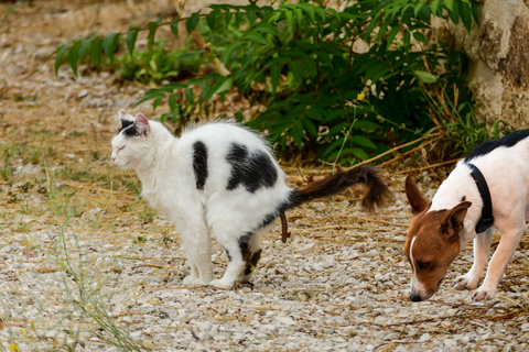 Best tips to stop a dog from eating cat's poop