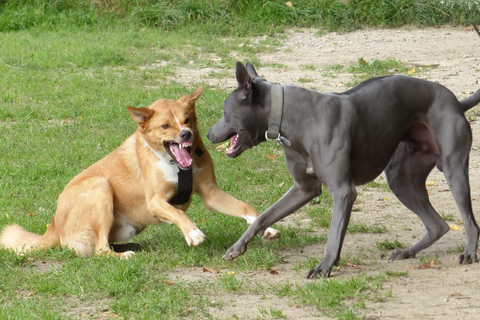 Reactive Dog: Your Dog Is Not Aggressive, Your Pup Needs Reactivity Dog Training