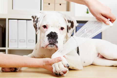 Dog Play Injuries: A Guide to Keep Your Pup Safe and Happy