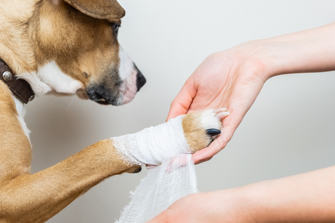 Honey And Dogs: Is Honey Good For Wound Care?