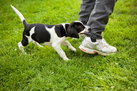 Stop dog bitting: best tips