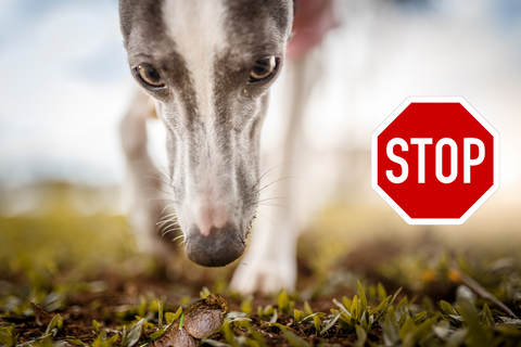 Why dog eat poop: stop poop-eating today!