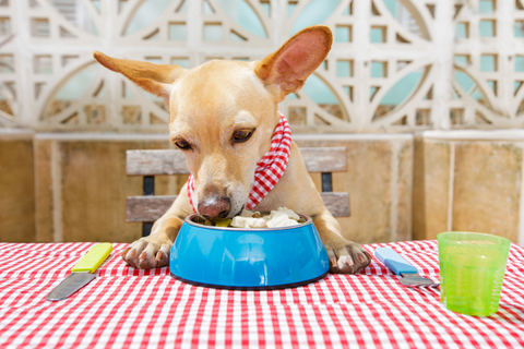 How Do I Know If My Dog Food Is High-Quality?