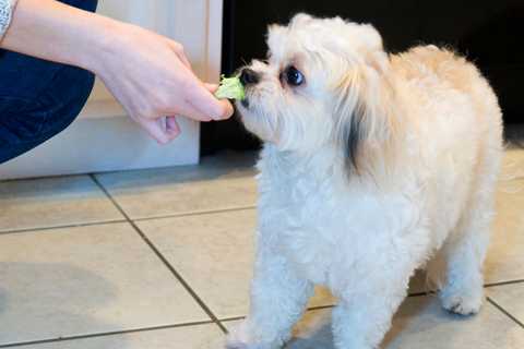 Is Broccoli Good For Dogs?