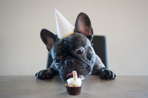 Pupcake recipe for a dog's birthday