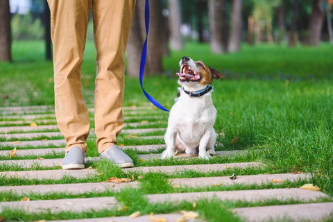 Easy Fix to Common Leash Training Issues
