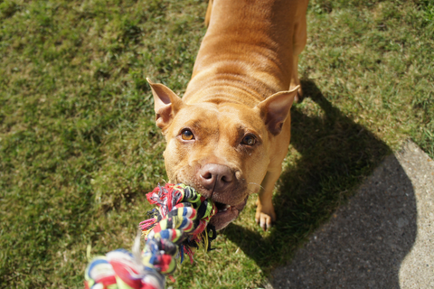 DIY Dog Toy: How Can You Create Homemade Dog Toys?