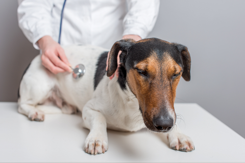 If your dog is constipated, visit the vet