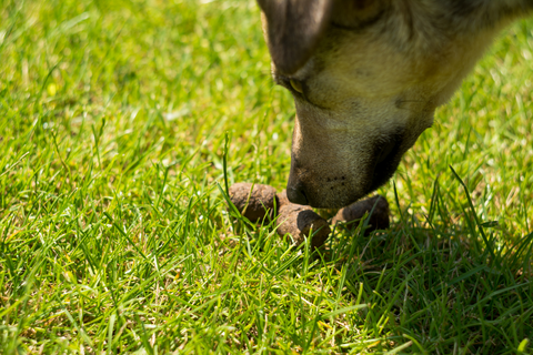 Causes Of Canine Coprophagia